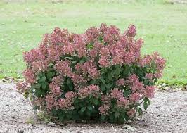 Maybe you would like to learn more about one of these? Little Quick Fire Panicle Hydrangea Hydrangea Paniculata Quick Fire Hydrangea Plants Hydrangea Shrub