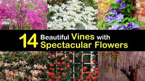 Check spelling or type a new query. 14 Beautiful Vines With Spectacular Flowers