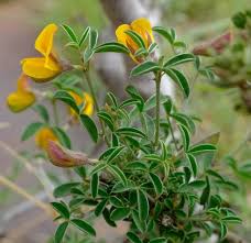 Image result for Argyrolobium rupestre