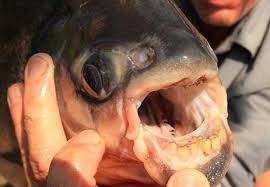 Maybe you would like to learn more about one of these? Human Toothed Fish Found Only In South American Countries Like Peru Caught In Peru Indiana Don T Miss This Kokomotribune Com