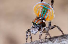 Cute, can often be associated to the word helplessness create the right habitat for them to thrive in as they are able to adapt almost anywhere. Spiders Assassin Spider Camel Spider Diving Bell Spider Portia Bagheera Kiplingi Tiger Spider Mirror Spider Peacock Spider Trapdoor Spiders Etc Science Heathenscience Heathen
