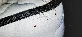 A bed bug infestation will grow and expand at a rapid rate. The Ways You May Be Misinformed About The Bed Bugs In Maryland