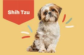 Beautiful lovely shih tzu dog. Shih Tzu Dog Breed Information Characteristics Daily Paws