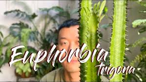 Image result for Euphorbia platycephala