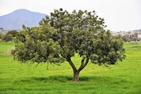 Image result for Ceratonia