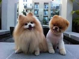 He has beautiful black and white markings and his. Teacup Teddy Bear Pomeranian For Sale Teacup Pomeranian
