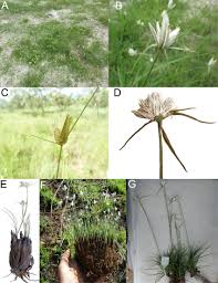 Image result for Cyperus margaritaceus