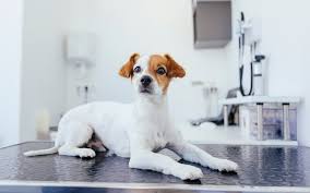 Focus your efforts where your pet spends the most amount of time, since fleas and their eggs will be the most concentrated in those areas. Best Floor Cleaners For Pets Our Top 8 Picks 2021