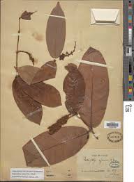 Image result for Flabellaria paniculata