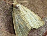 Image result for Photedes minima