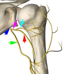Image result for Axillary Nerve Block