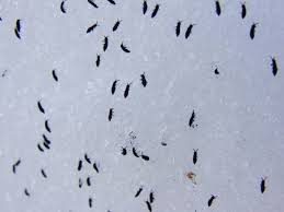 Black creatures are tiny pests of the insects which may be disconcerting in the house. Tiny Black Bugs In Bathroom What Are They Guide House