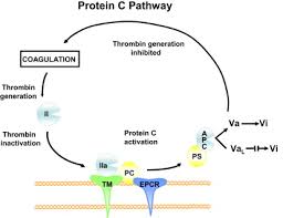 Image result for Protein C Deficiency