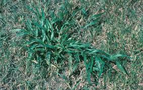 Image result for Panicum calvum