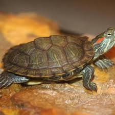 All albino red eared slider turtles come with a live arrival guarantee for piece of mind. Red Eared Slider Turtle Care Tank Setup Feeding And Upkeep Pethelpful