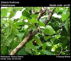 Image result for Salacia orientalis