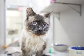 If you have ever had, now have, or wish to have a siamese, this is the place for you. Available Cats Kittens Seattle Area Feline Rescue Cats And Kittens Feline Cat Adoption