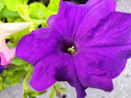 Flower Colors Flowers Cicekler Cicek Cicek