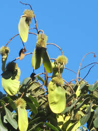 Image result for Centrolobium