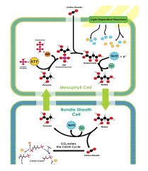 Hatch And Slack Pathway Photosynthesis Plant Physiology Cycle