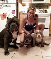 Pin By Didymo On K9love Bully Breeds Dogs American Bully Bully Breeds