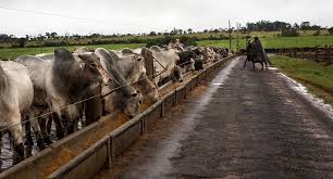 Encontre diversos livros escritos por embrapa com ótimos preços. Dsm Estima Que Confinamento De Bovinos No Mundo Alcance 60 Milhoes De Cabecas Revista Globo Rural Boi