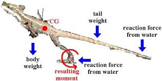 Vittatus territories average 62 to 83 degrees fahrenheit in january and 73 to 92 degrees in july. How To Build A Robot Tutorials Society Of Robots