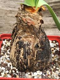 Image result for Ammocharis tinneana