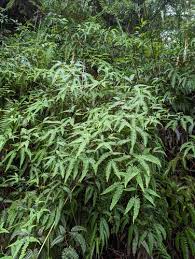 Image result for Dicranopteris elegantula