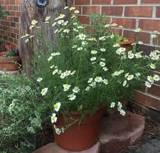 Dried flowers └ dried botanicals & potpourri supplies └ floral crafts └ art & craft supplies all categories antiques art baby books, comics & magazines. Container Grown Chamomile Tips For Growing Chamomile In A Pot