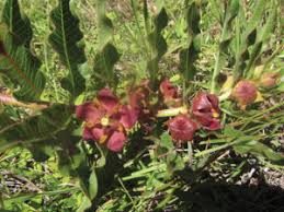 Image result for Pachycarpus concolor