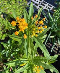 Image result for Asclepias curassavica