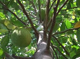 Image result for Artocarpus heterophyllus