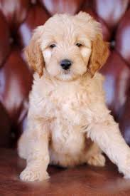 Other pups in austin, tx. Mini Goldendoodles For Sale In Plano Texas Classified Americanlisted Com