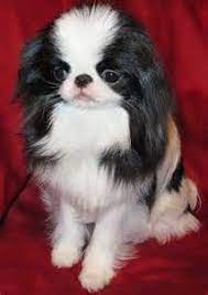 Japanese Chin Puppies By Anime Cuteanimepuppy Japanese Chin Dog Japanese Chin Japanese Chin Puppies
