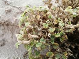 Image result for Cleome rubella