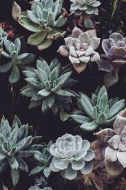 ♥ all files will be included in one.zip file. 100 Succulent Pictures Download Free Images On Unsplash