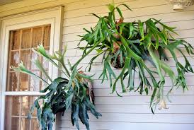 Staghorn fern (platycerium bifercatum) is an epiphyte from the forests of africa, australia, and staghorn fern thrives outdoors in the warm humid summer air in the shade. Mounting Staghorn Ferns The Martha Stewart Blog