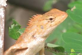 Oriental Garden Lizard Lizard Oriental Garden