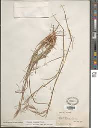 Image result for Strophanthus gardeniiflorus