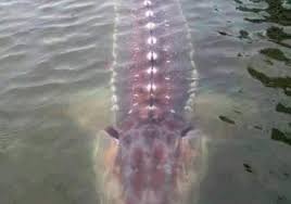 In the list of top 10 largest freshwater fish in the world, beluga fish is at no 1. Largest Freshwater Fish To Catch Fishsurfing