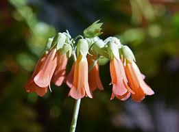 The 1000 plant genomes project (1kp) was an international research effort to establish the most detailed catalogue of genetic variation in plants. Mother Of Thousands Kalanchoe Daigremontiana