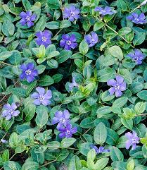 Vinca minor, more commonly known a periwinkle, is a flowering perennial with glossy green leaves. Vinca Minor Blau Polsterstauden Bei Baldur Garten