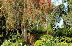 Trees provide the most substantial wind buffer, this has been known for centuries. Flowering Trees Are Blooming In Florida