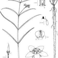 Image result for Asclepias buchwaldii