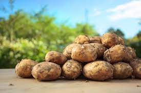 Potato post lets customers send personalised potatoes through the mail. How To Plant New Potatoes For Christmas The English Garden