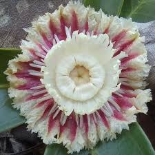 Image result for Napoleonaea gossweileri