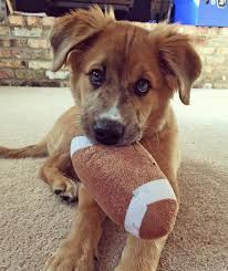 Maybe you would like to learn more about one of these? Henry The Australian Shepherd Golden Retriever Labrador Retriever Mix Labradorretriever Golden Retriever Labrador Puppy Mix Labrador Retriever