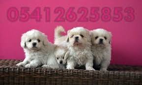 Pekines Yavru Fiyatlari 05412625843 Pekinez Hayvanlar Kopek