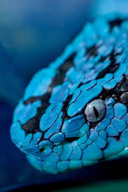 Image Result For Black And Blue Snake Yilanlar Surungenler Ve Hayvanlar
